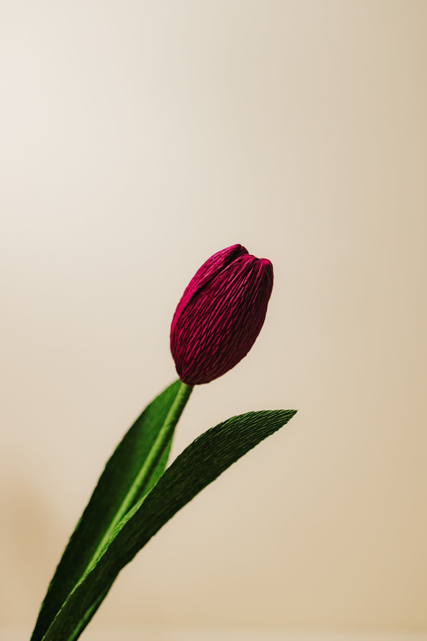 Tulipan i crepepapir