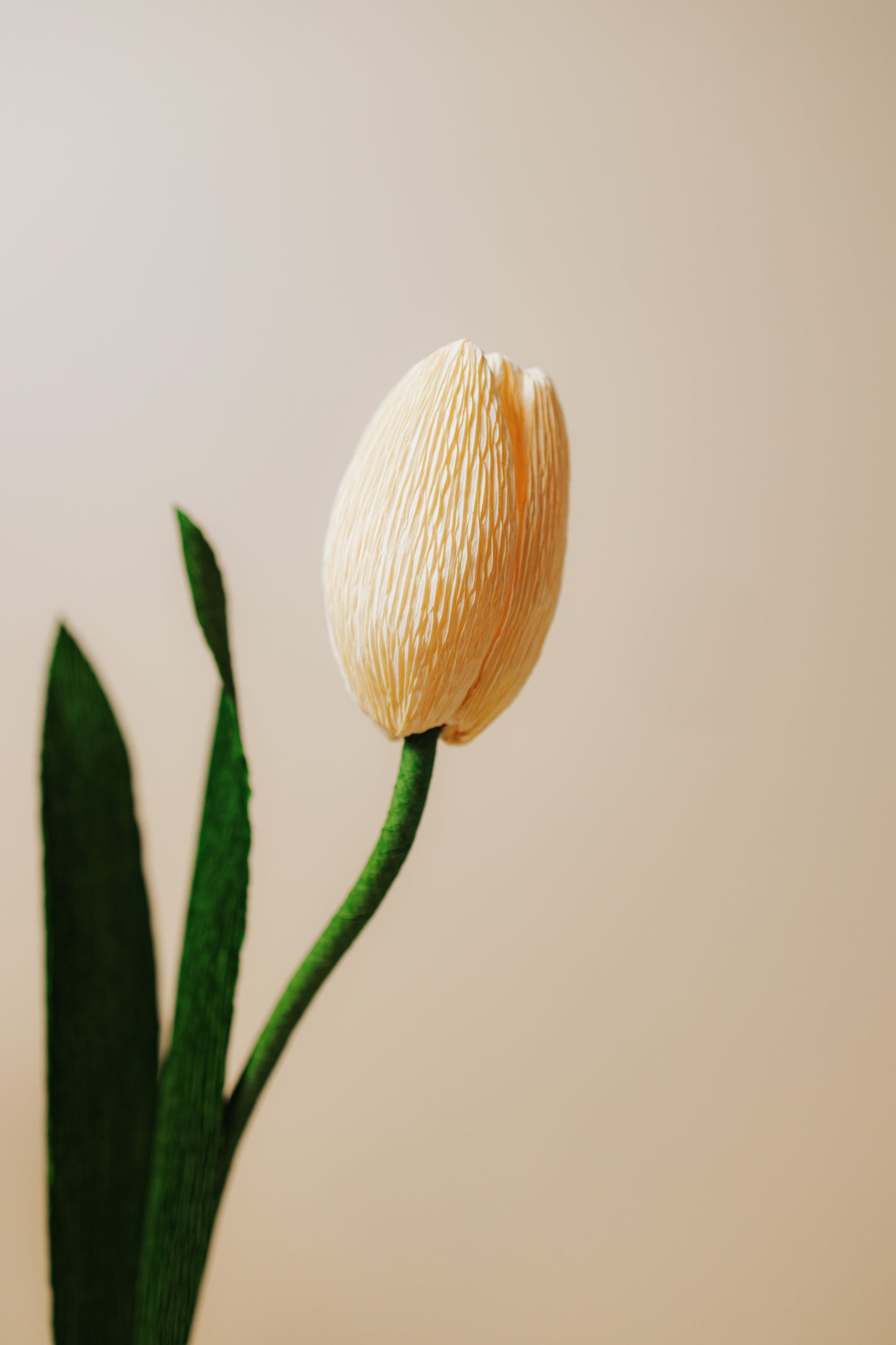 Tulipan i crepepapir